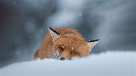 olxredfoxm|OlxRedFoxM .